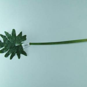 pe de folhagem verde 80