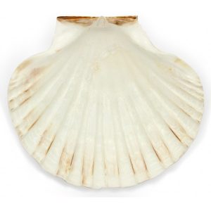 concha-vieira-iris-scallop-grande